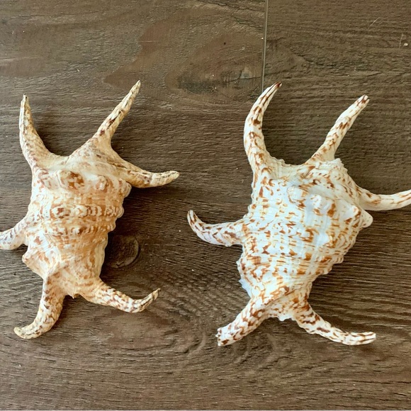 Chiragra Spider Conch Seashell - Picture 9 of 11